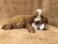 Lane, a male Goldendoodle and Poodle - Miniature  for sale in Lakeland, FL – 2 of 10