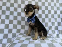 Alex, a male Miniature Schnauzer for sale in Lakeland, FL – 9 of 9