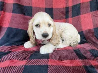 Tonka, a male Cocker Spaniel for sale in Lakeland, FL – 10 of 10