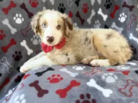 Browser, a male Miniature Australian Shepherd for sale in Lakeland, FL – 2 of 8