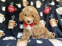 Wallace, a male Cockapoo for sale in Lakeland, FL – 2 of 8
