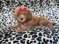 Sassy, a female Cavapoo for sale in Lakeland, FL – 6 of 10