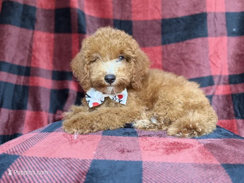 Peter – Cockapoo puppy for sale in Lakeland, FL