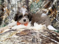 Dagger, a male Shihpoo for sale in Lakeland, FL – 8 of 10