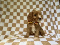 Marshall, a male Cavapoo for sale in Lakeland, FL – 3 of 9
