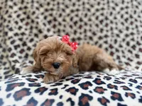 processed/a947c527-b4aa-4e2f-ba5e-a8ec25ed5734/listing/4c7370a2-650e-48a0-8257-2b353c9a011b/c36c237f-a598-48fe-99b5-da0fca654d77