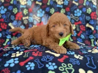 Leroy, a male Miniature Goldendoodle for sale in Lakeland, FL – 5 of 7