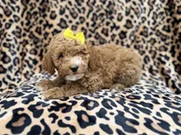 Reagan, a female Cockapoo and Poodle - Miniature  for sale in Lakeland, FL – 4 of 9