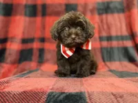 Bryant, a male Shihpoo and Poodle - Miniature  for sale in Lakeland, FL – 3 of 9