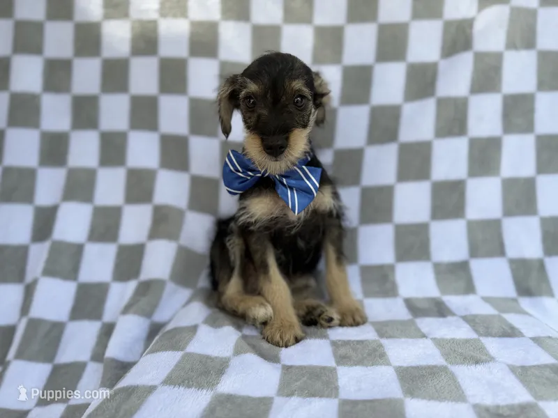 Alex – Miniature Schnauzer puppy for sale in Lakeland, FL
