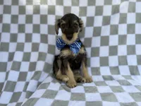 Alex, a male Miniature Schnauzer for sale in Lakeland, FL – 1 of 9