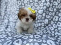 Grace, a female Lhasa Apso for sale in Lakeland, FL – 6 of 9