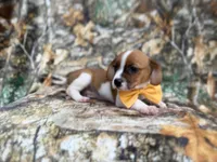 Denver, a male Jack Russell Terrier and Cavalier King Charles Spaniel for sale in Lakeland, FL – 4 of 8