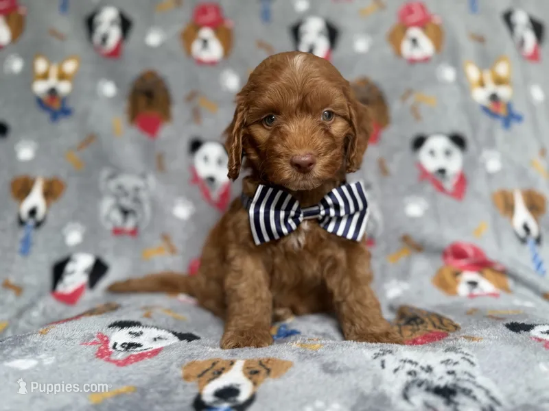 Milo – Cockapoo, Poodle - Miniature  puppy for sale in Lakeland, FL