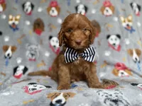 Milo, a male Cockapoo and Poodle - Miniature  for sale in Lakeland, FL – 1 of 6