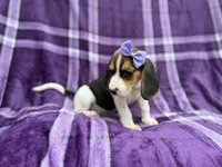 Pooh, a female Beagle for sale in Lakeland, FL – 3 of 7