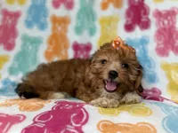 Bree, a female Yorkipoo for sale in Lakeland, FL – 8 of 10