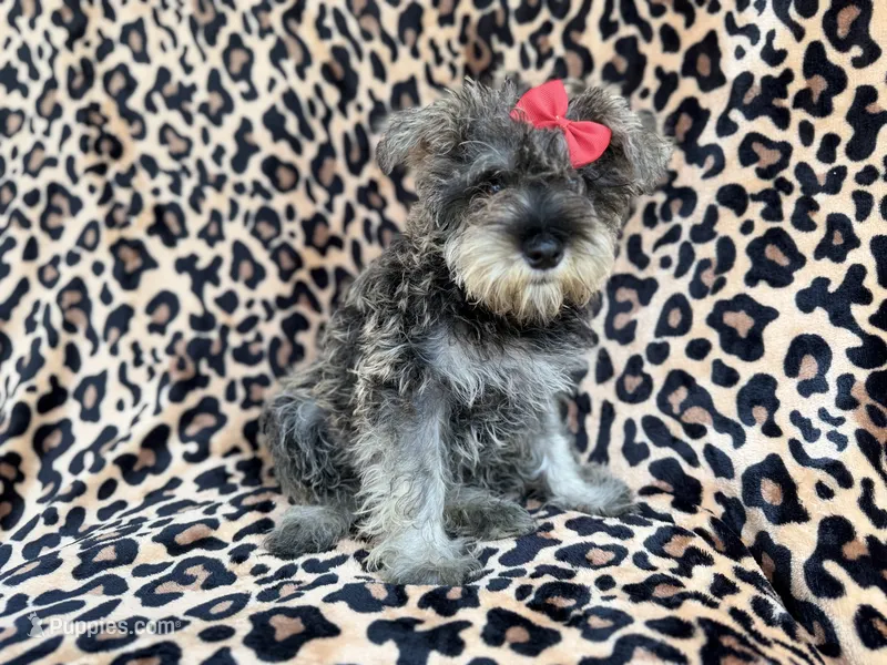 Pixie – Miniature Schnauzer puppy for sale in Lakeland, FL