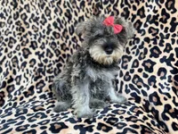 Pixie, a female Miniature Schnauzer for sale in Lakeland, FL – 1 of 9