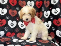 Spike, a male Cavapoo for sale in Lakeland, FL – 2 of 8