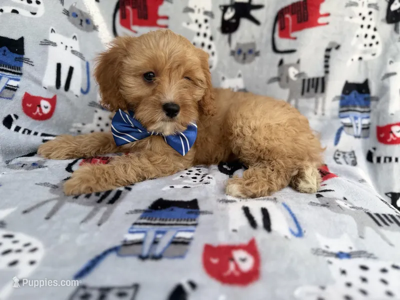 Conner – Cavapoo puppy for sale in Lakeland, FL