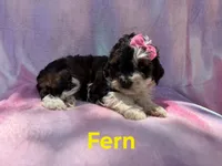 Fern, a female Cockapoo for sale in Lakeland, FL – 3 of 7