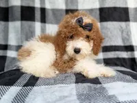 Pepper, a female Cockapoo for sale in Lakeland, FL – 2 of 8