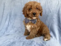 Bronx, a male Cavapoo for sale in Lakeland, FL – 2 of 7