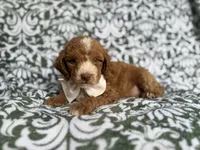Mikey, a male Cockapoo and Poodle - Miniature  for sale in Lakeland, FL – 2 of 8