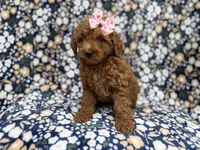 Rain, a female Cockapoo for sale in Lakeland, FL – 8 of 8