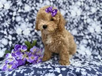 Remi, a female Poochon for sale in Lakeland, FL – Photo 9 of 10