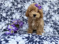 Remi, a female Poochon for sale in Lakeland, FL – Photo 4 of 10