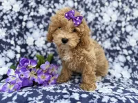Remi, a female Poochon for sale in Lakeland, FL – Photo 1 of 10