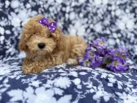 Remi, a female Poochon for sale in Lakeland, FL – Photo 2 of 10