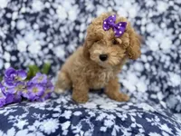 Remi, a female Poochon for sale in Lakeland, FL – Photo 8 of 10