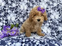 Remi, a female Poochon for sale in Lakeland, FL – Photo 7 of 10