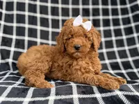Brielle, a female Cockapoo and Poodle - Miniature  for sale in Lakeland, FL – Photo 6 of 9