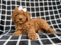 Brielle, a female Cockapoo and Poodle - Miniature  for sale in Lakeland, FL – Photo 3 of 9