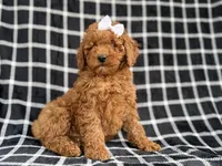 Brielle, a female Cockapoo and Poodle - Miniature  for sale in Lakeland, FL – Photo 8 of 9