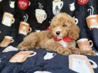 Wallace, a male Cockapoo for sale in Lakeland, FL – 2 of 7