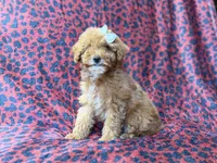 Skittles, a female Cavapoo for sale in Lakeland, FL – 4 of 10