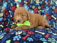 Leroy, a male Miniature Goldendoodle for sale in Lakeland, FL – 4 of 7