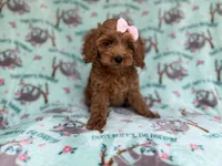 Remi, a female Cockapoo and Poodle - Miniature  for sale in Lakeland, FL – 7 of 8