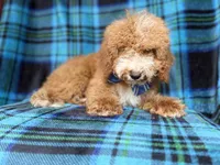 Pablo, a male Cockapoo for sale in Lakeland, FL – 3 of 8