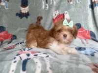 Tilly, a female Lhasa Apso for sale in Lakeland, FL – 7 of 7