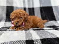 Scout, a male Miniature Goldendoodle for sale in Lakeland, FL – 2 of 8