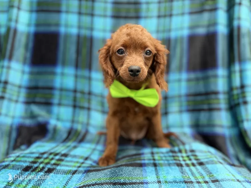 Dakota – Cavapoo puppy for sale in Lakeland, FL