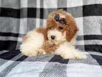 Pepper, a female Cockapoo for sale in Lakeland, FL – 6 of 8