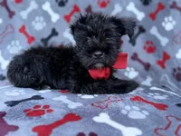 Zeus, a male Miniature Schnauzer for sale in Lakeland, FL – 8 of 8