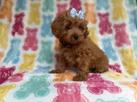Rosie, a female Cockapoo and Poodle - Miniature  for sale in Lakeland, FL – 3 of 7